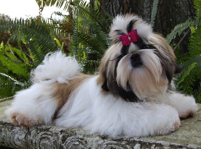 Shih Tzu puppies for sale price range. How much does a Shih Tzu cost?