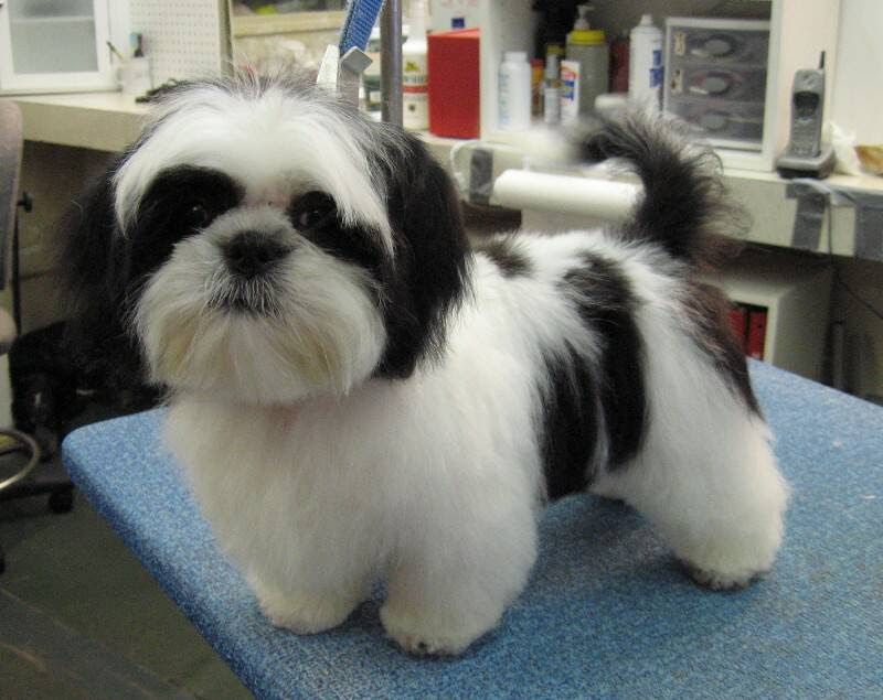 Shih Tzu puppies for sale price range. How much does a Shih Tzu cost?