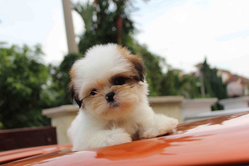 Shih Tzu puppies price range. How much does a Shih Tzu cost? 2024