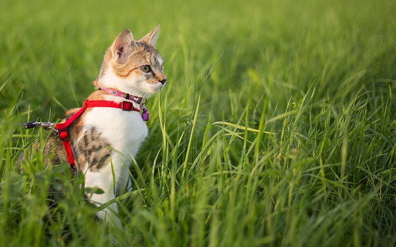 Should Your Indoor Cat Be Allowed Outdoors?