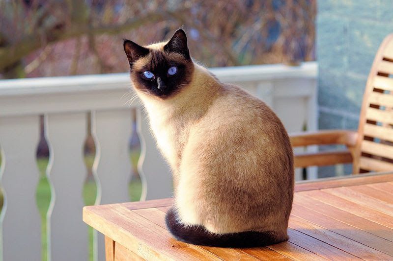 Siamese cat price range. Siamese kittens cost. Best Siamese Breeders