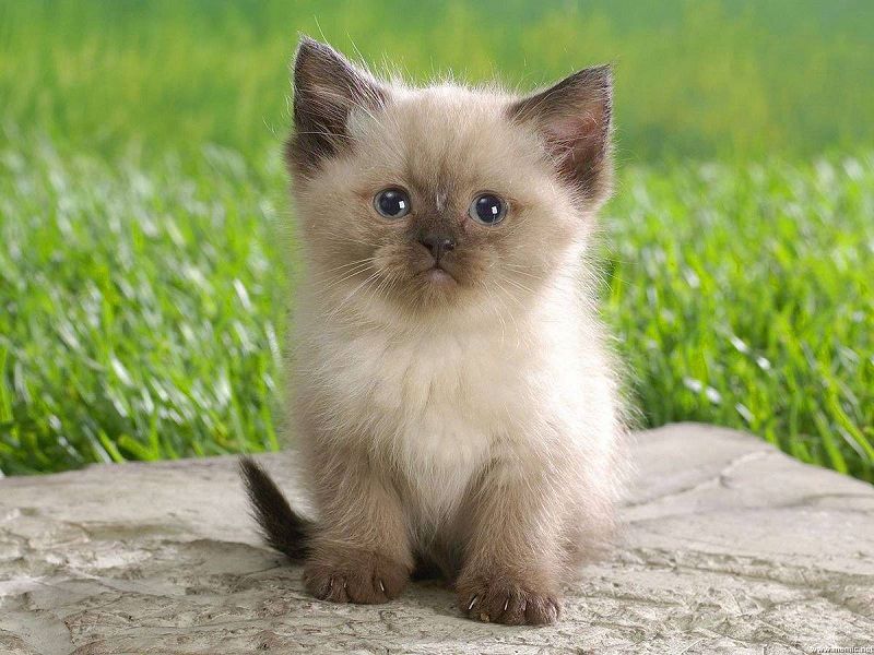 Siamese cat price range. Siamese kittens cost. Best Siamese cat Breeders
