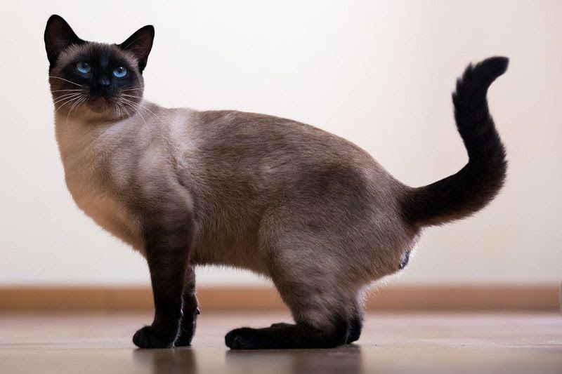 Siamese cat price range. Siamese kittens cost. Best Siamese Breeders