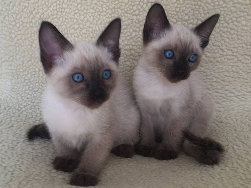 Siamese cat price range. Siamese kittens cost. Best Siamese Breeders