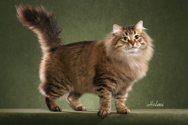 Siberian cat price range. Siberian Forest kittens for sale cost & price