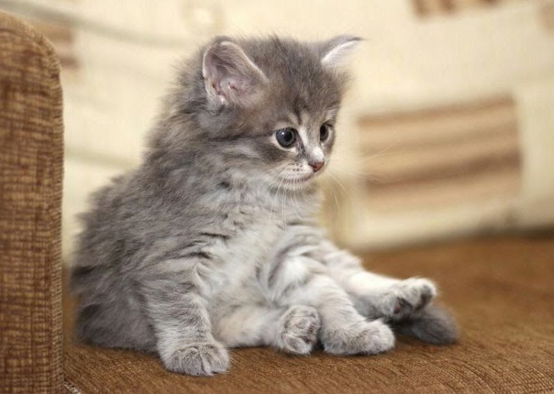 Siberian cat price range. Siberian Forest kittens for sale cost & price