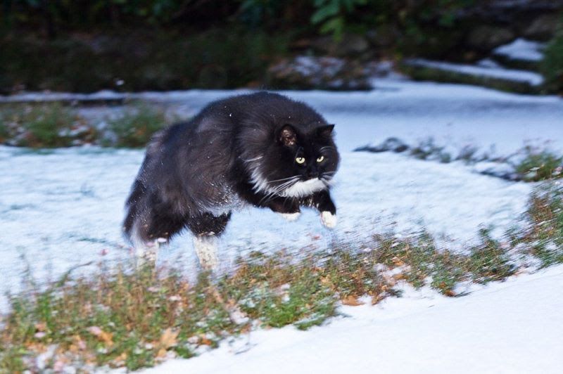 Siberian cat price range. Siberian Forest kittens for sale cost & price