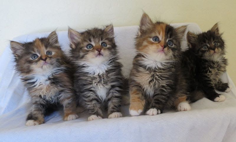 Siberian cat price range. Siberian Forest kittens for sale cost & price