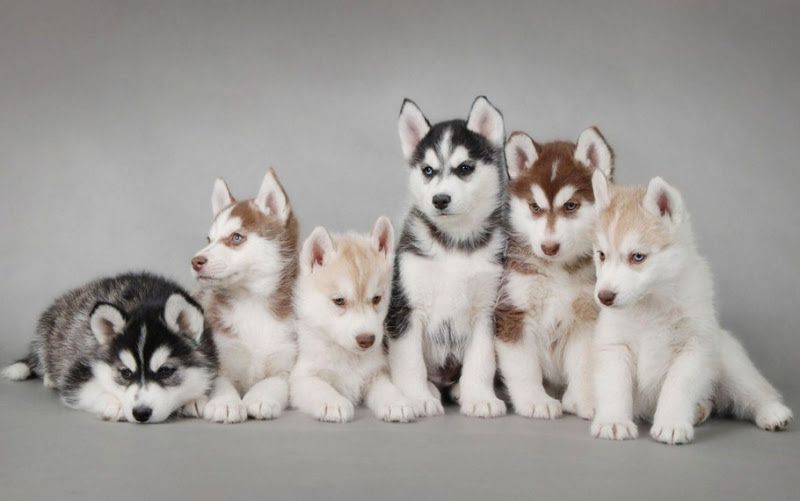 Siberian Husky price range. How much does a Husky puppy cost?