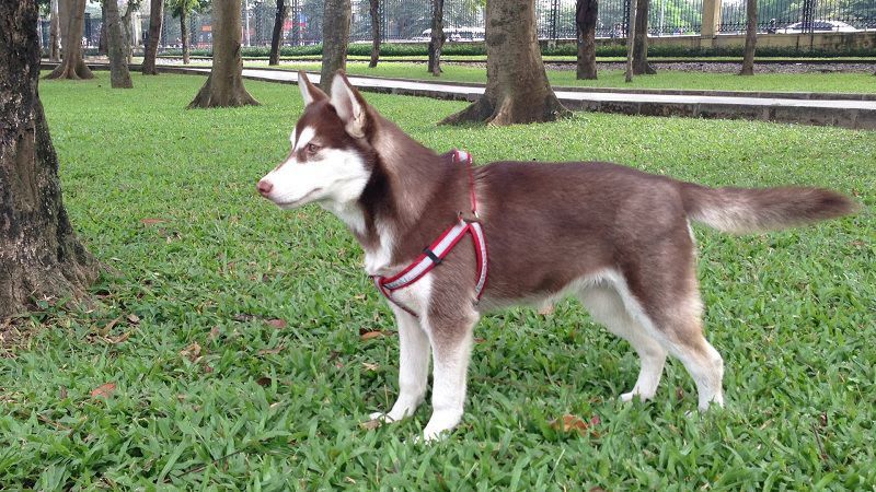 Siberian Husky price range. How much does a Husky puppy cost?