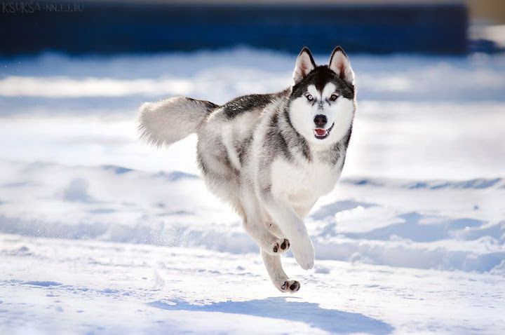 Siberian Husky price range. How much does a Husky puppy cost?