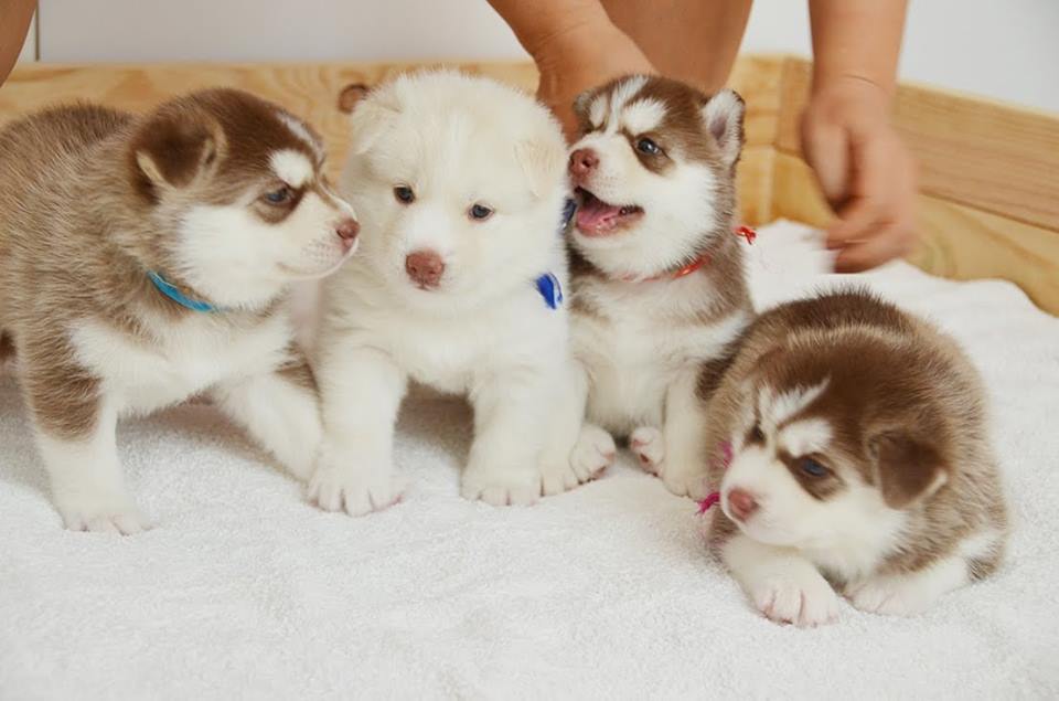 how much do siberian huskies cost