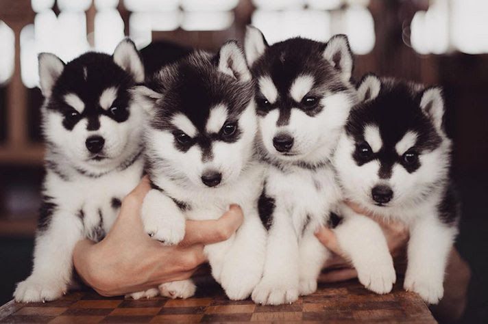 Siberian Husky price range. How much does a Husky puppy cost?