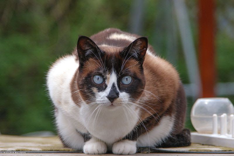 Snowshoe cat price & cost range. Snowshoe kittens for sale price list