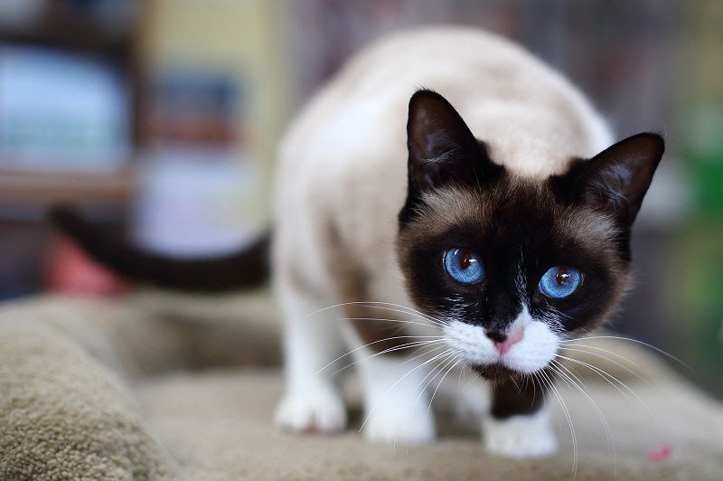 Snowshoe cat price & cost range. Snowshoe kittens for sale price list