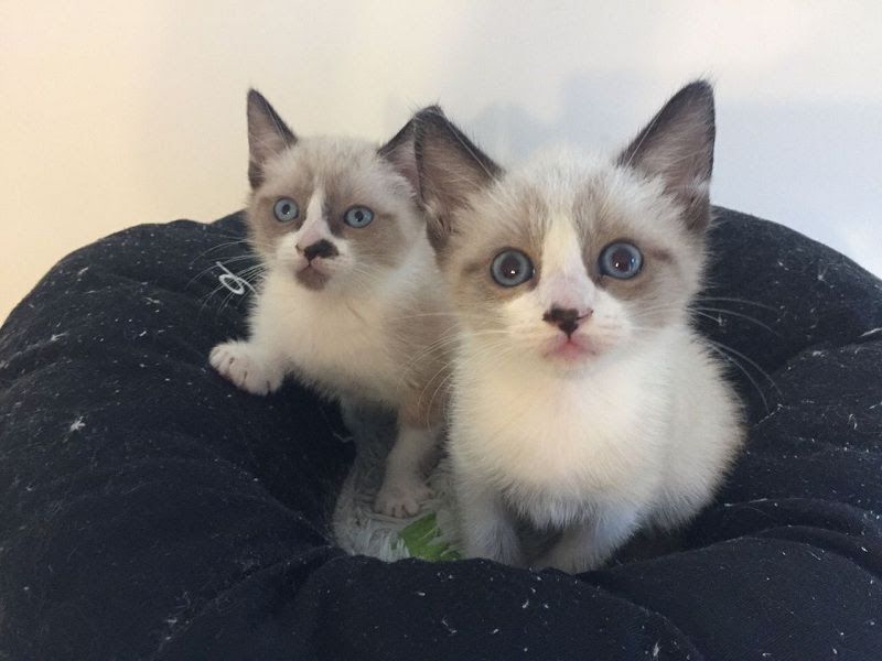 Snowshoe cat price & cost range. Snowshoe kittens for sale price list