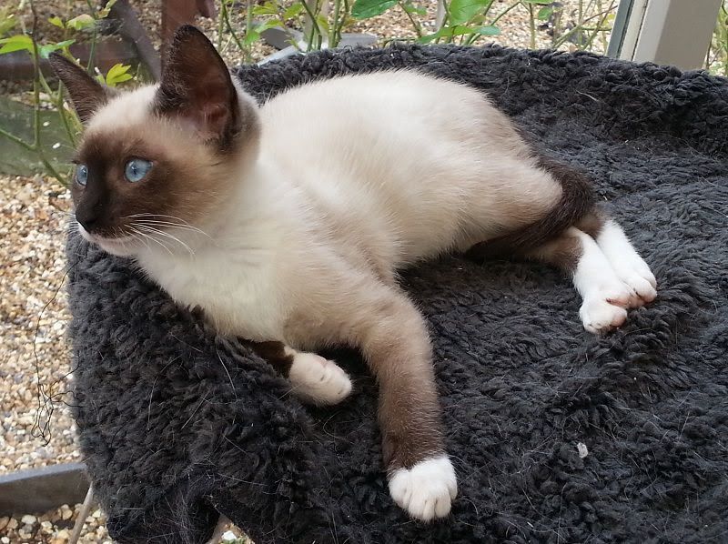 Snowshoe cat price & cost range. Snowshoe kittens for sale price list