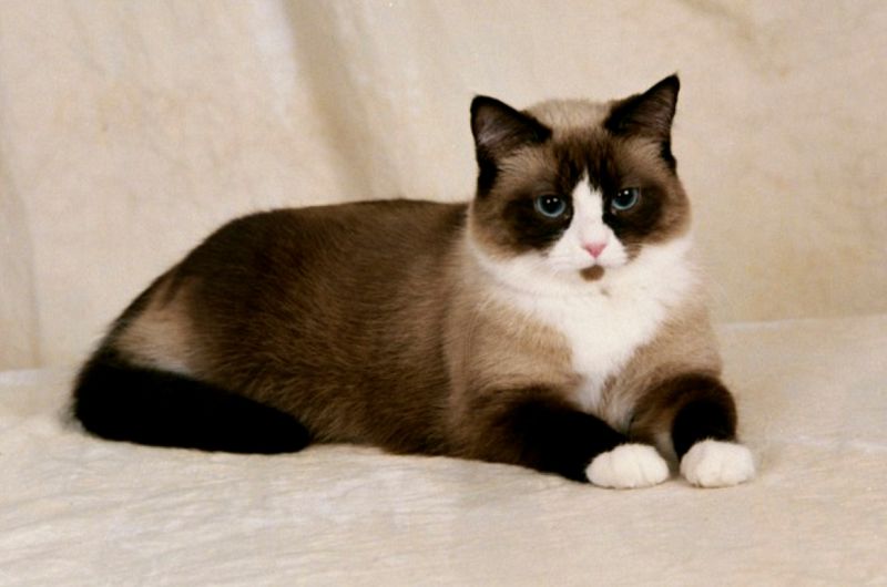 Snowshoe cat price & cost range. Snowshoe kittens for sale price list