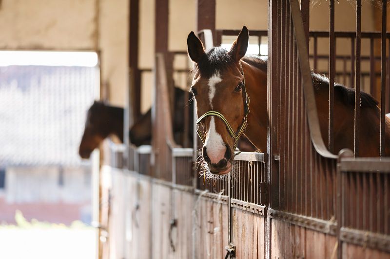 Stop Horsing Around!: The Pros and Cons of Owning a Horse