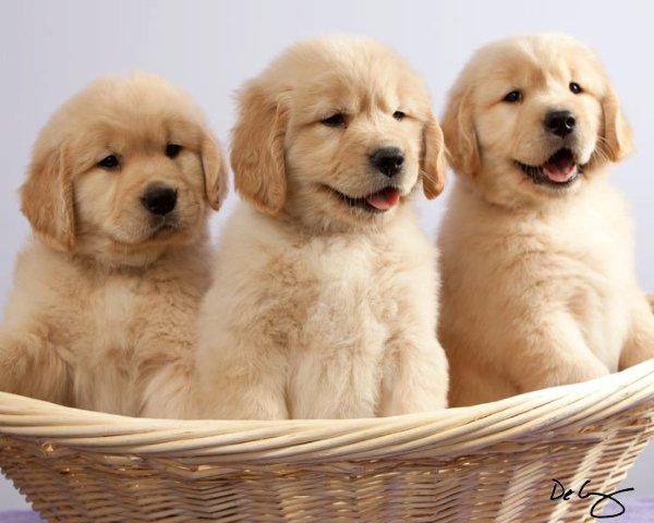 Sun-Golden Kennel - Golden Retriever Breeder in Edgerton, Wisconsin