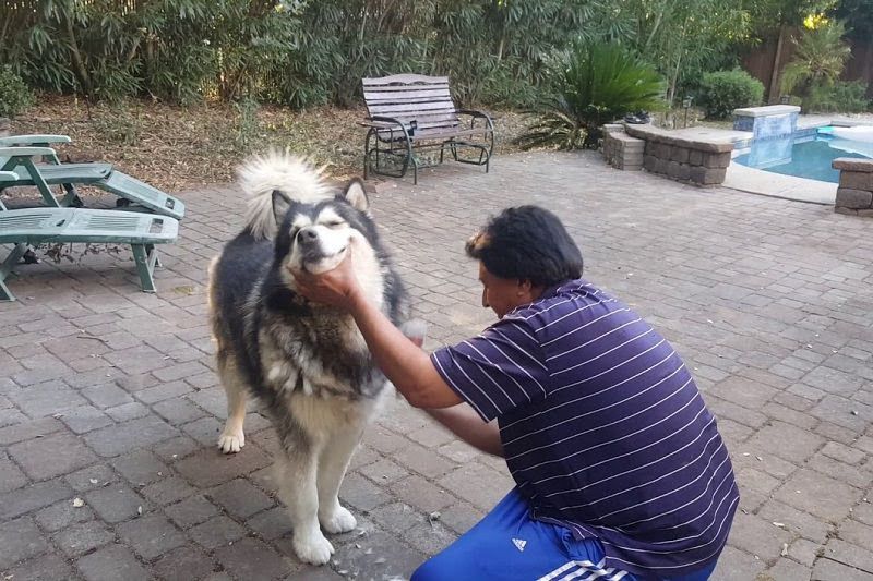 How to take care of Alaskan Malamute? Alaskan Malamute training