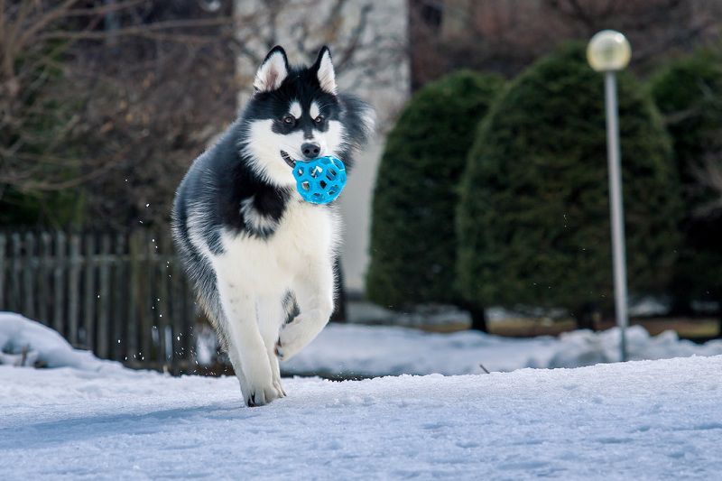 How to take care of Alaskan Malamute? Alaskan Malamute training