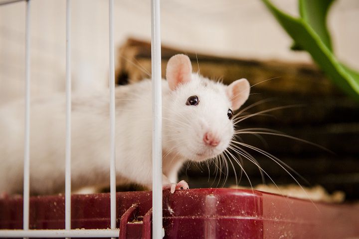 Taking Care of Your Pet Rat. How To Train a Rat?