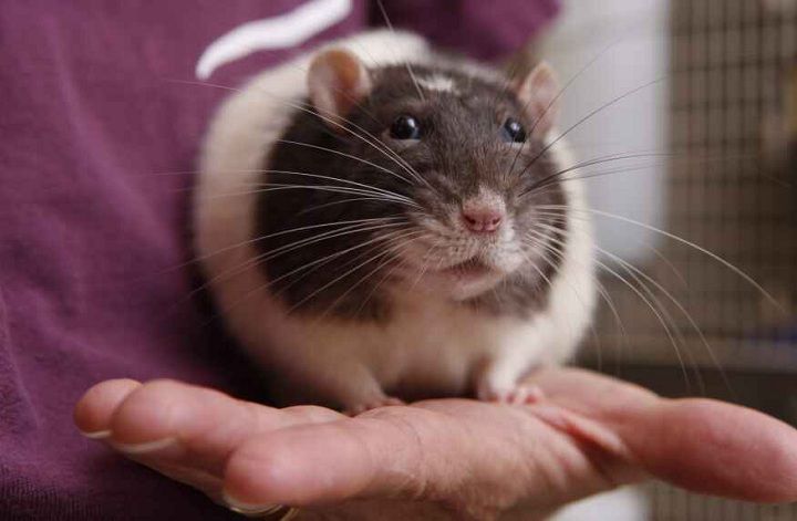 Taking Care of Your Pet Rat. How To Train a Rat?