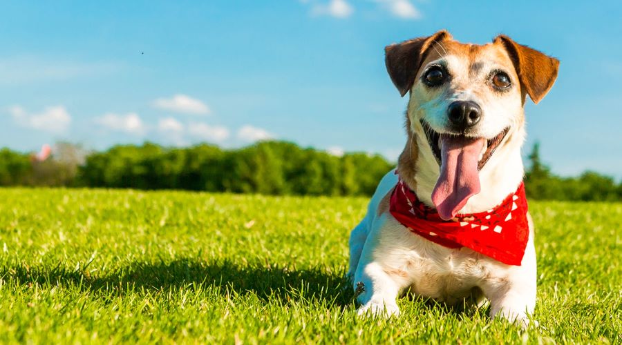 Ten Tips to Keep Your Dog Healthy with Increased Longevity