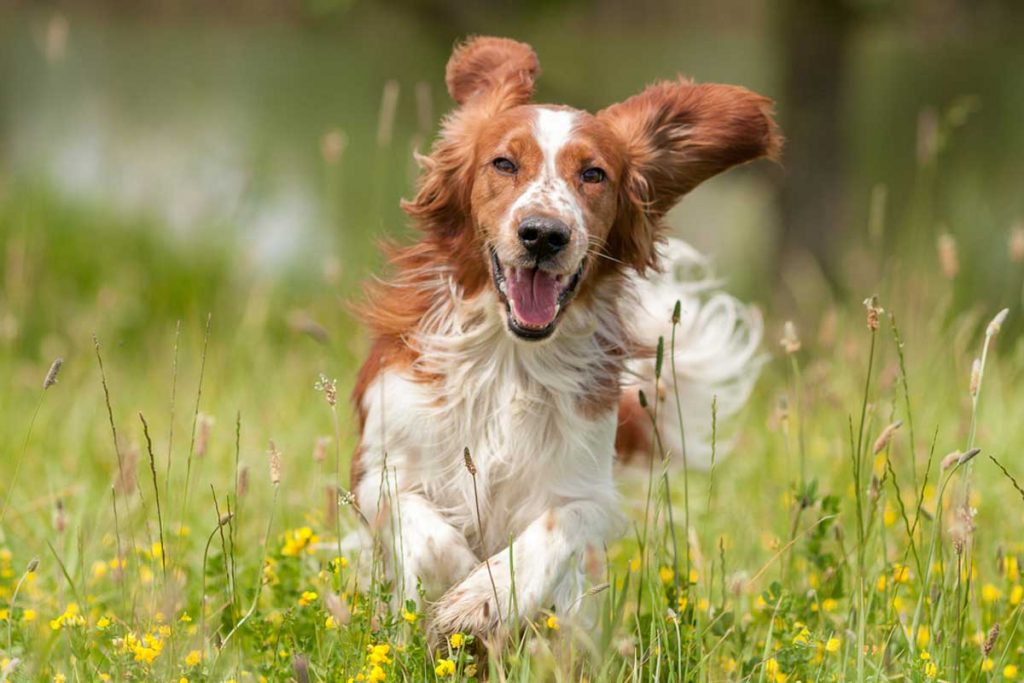 Ten Tips to Keep Your Dog Healthy with Increased Longevity