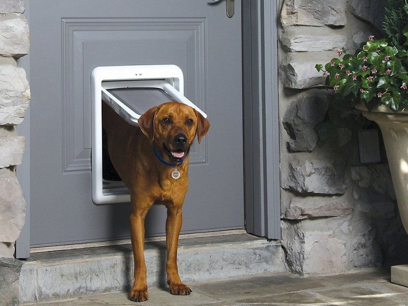 The Best Dog Door that Only Opens With Collar Reviews