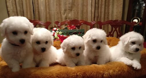 The Blessed Bichons - Bichon Frise Breeder in Clermont, Florida