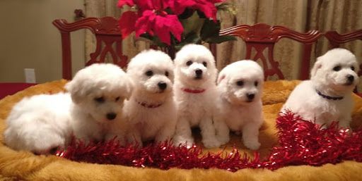 The Blessed Bichons - Bichon Frise Breeder in Clermont, Florida