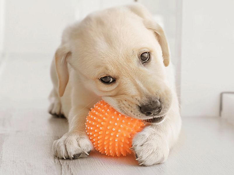Top 5 Things Need to Get Your Puppy