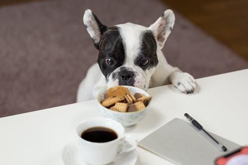 5 Important Things to Know Before Buying Dog Food
