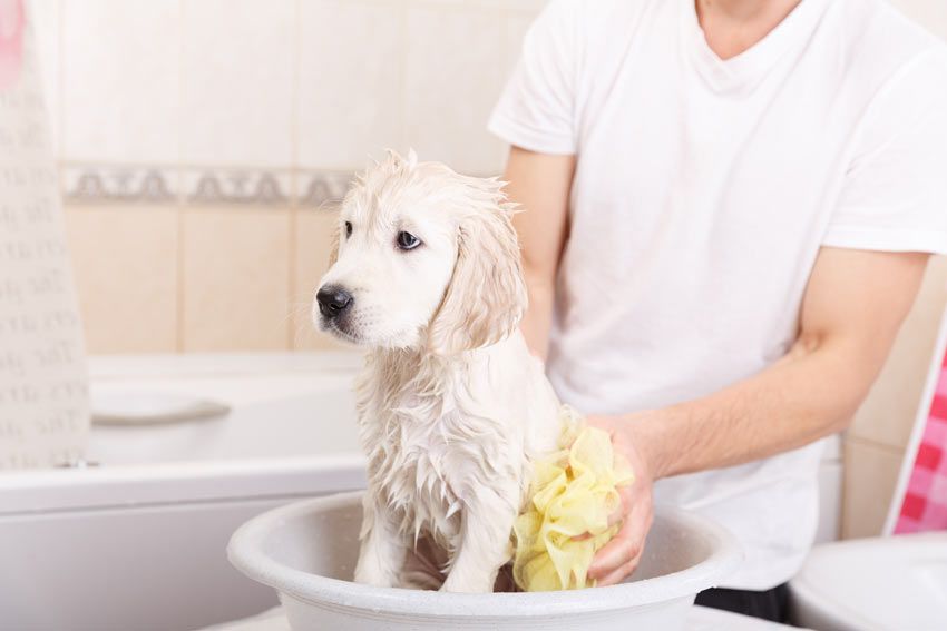 Things you should know for Giving a Great Bath to Your Dog