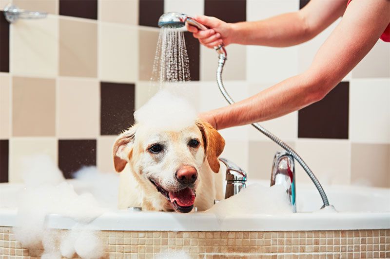 Things you should know for Giving a Great Bath to Your Dog