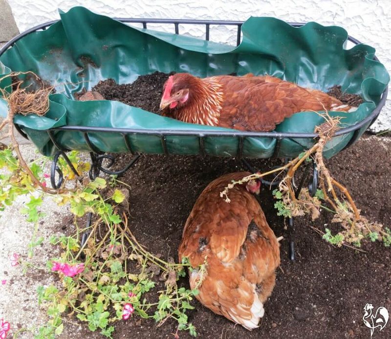 This Is How to Take Care of Chickens