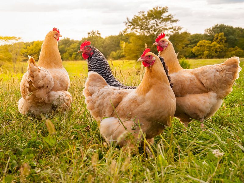 This Is How to Take Care of Chickens