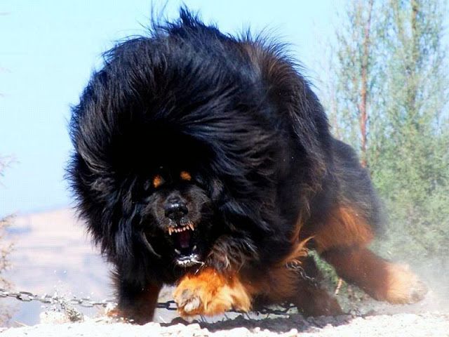 Tibetan Mastiff price range. How much does a Tibetan Mastiff puppy cost?