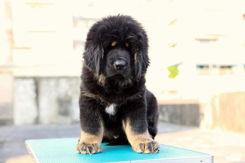 Tibetan Mastiff price range. How much does a Tibetan Mastiff puppy cost?