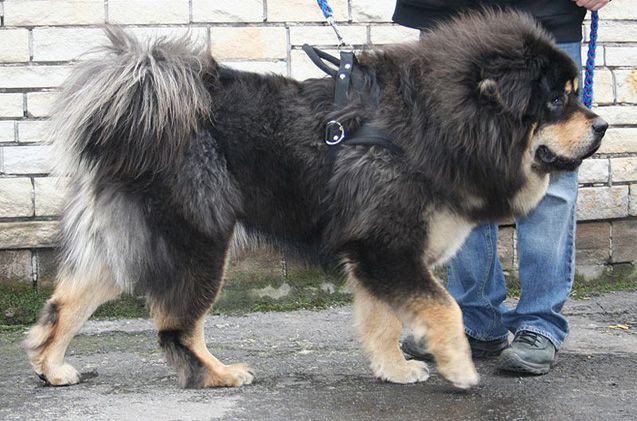 Tibetan Mastiff price range. How much does a Tibetan Mastiff puppy cost?