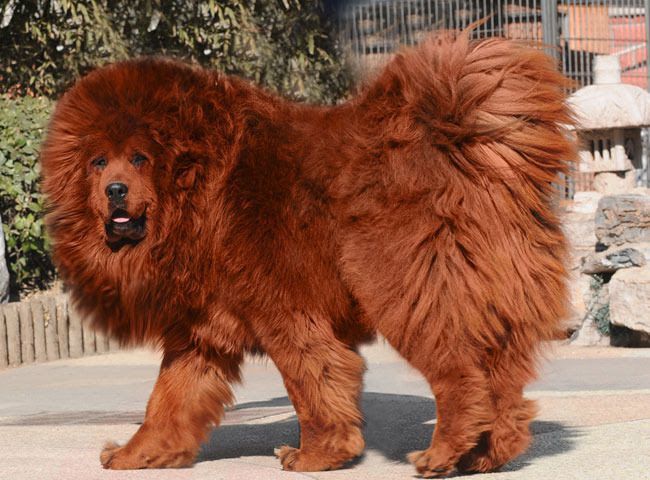 Tibetan Mastiff price range. How much does a Tibetan Mastiff puppy cost?