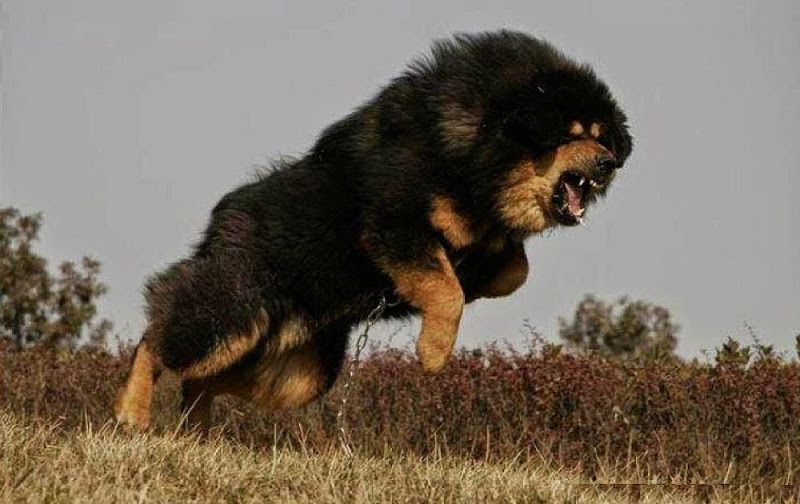 Tibetan Mastiff price range. How much does a Tibetan Mastiff puppy cost?