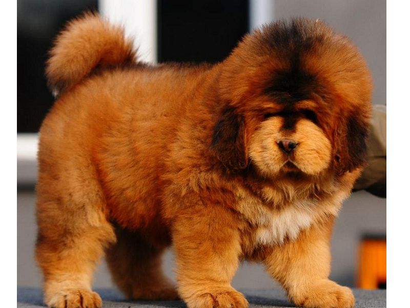 Tibetan Mastiff dog price range. How much does a Tibetan Mastiff cost?