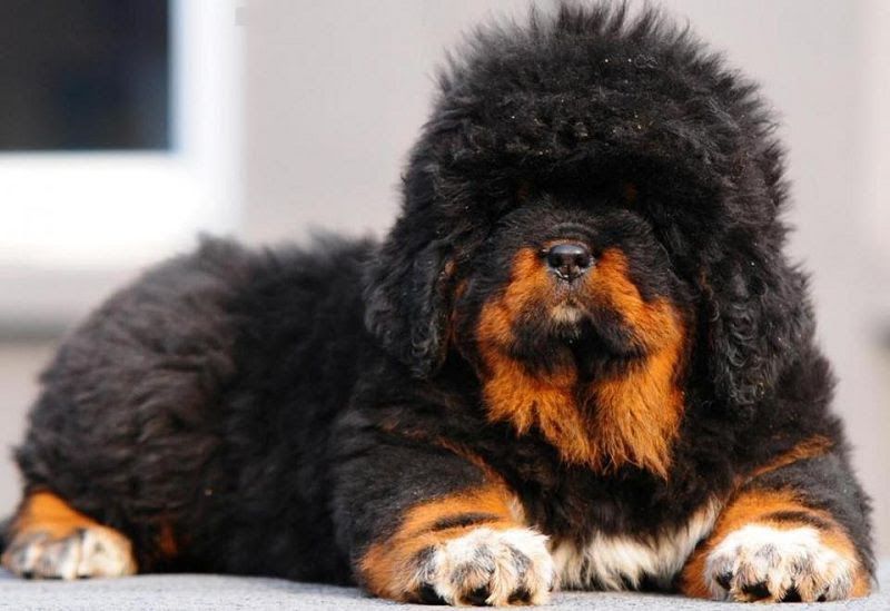 Tibetan Mastiff price range. How much does a Tibetan Mastiff puppy cost?