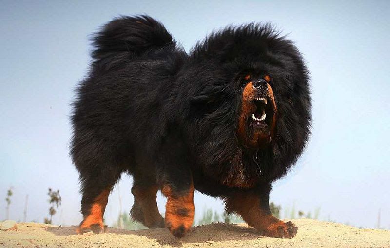 Tibetan Mastiff temperament & characteristics. World's largest dog breed
