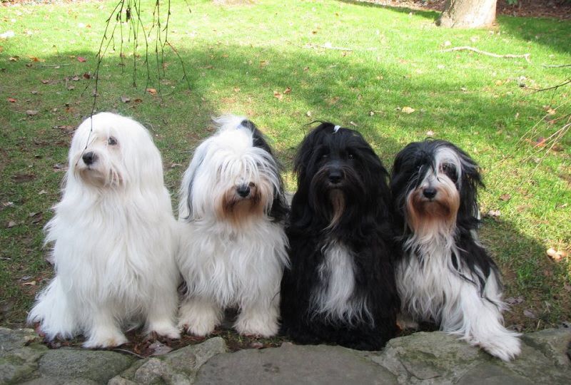 how much are tibetan terrier puppies