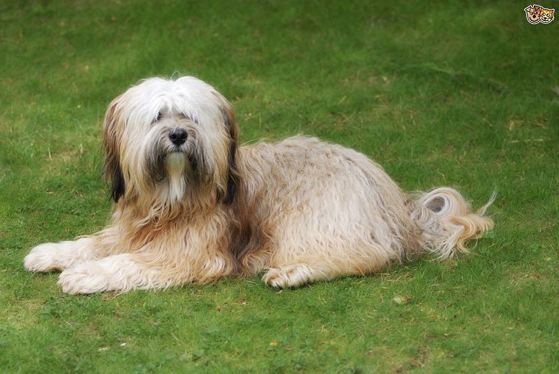 Tibetan Terrier price range. Tibetan Terrier puppies for sale cost