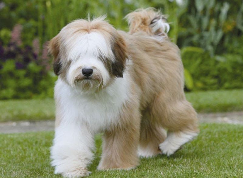 how much are tibetan terrier puppies